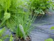 A fresh planting of chives. The plastic helps to control weeds.