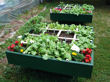 Square foot gardening raised boxes.