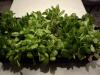 One flat of lettuce grown under shop lights will make a salad every other day.