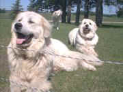 Baron and Honey Bear pose on a sunny day, while Kodi is coming to see what is going on.