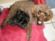 Truffles relaxes after delivering six black miniature poodle pups.