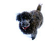 Pilgrim, our black miniature male poodle takes a romp in the snow.