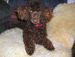 Truffles, our female chocolate miniature poodle, is expecting. She is not cross eyed - but, my red eye fix isn't perfect. 