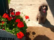 Truffles waits by the back door.