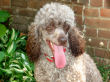 Truffles, our chocolate miniature poodle, pants after a romp around the yard.