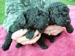 Two black miniature poodle pups of Truffles and Pilgrim.