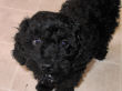 Black miniature poodle Chloe Ann.