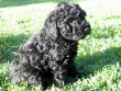 Black miniature poodle pup.