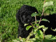 Black miniature poodle pup.