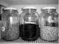 One gallon jars hold bulk foods.