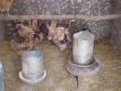 Hanging chicken feeder and double-wall fount with a heater.