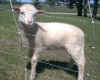 Buttercup liked the grass in the pasture.