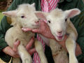 Spring 2006 polypay lambs.