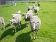 Polypay sheep heeding the call for some fresh pasture.