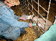 Sarah feeding this year's three bottle lambs.